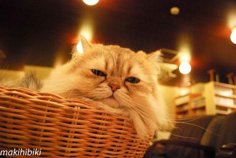 カメラ?しらにゃい。寝ぼけ眼のぽよよーん