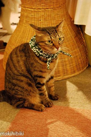 こそ泥じゃありませんよ。包みには何も入ってませんよ。