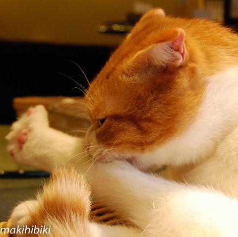 爪を噛んだら怒られるから・・・