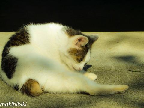 お気に入りは日向ぼっこだよね、やっぱり。