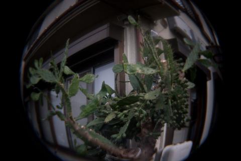 魚眼、1/50秒、ISO 400、0 EV、三脚