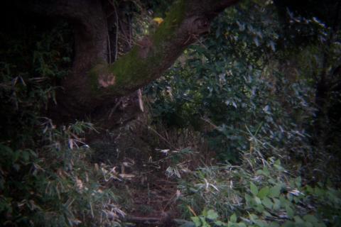 HOLGAレンズ、1/4秒、ISO 400、1 EV、三脚