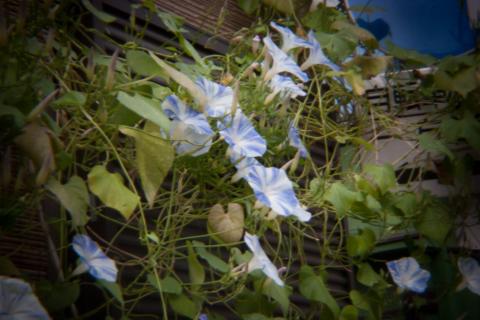 HOLGAレンズ、0.3秒、ISO 100、0 EV、手持ち