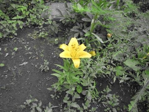 ワンポイントカラー:指定色のみ残し、それ以外をモノクロで撮影