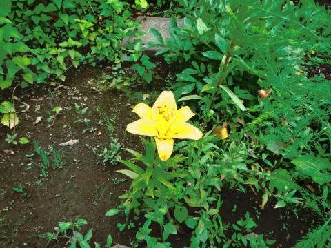 オールドポスター:イラスト風の効果