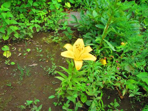 極彩色:鮮烈な色の効果