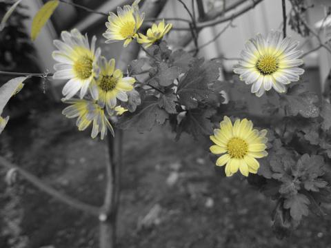 ISO 200、1/170秒、パートカラー(イエロー)