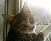 名称:怪獣 主食:コード、ケーブル