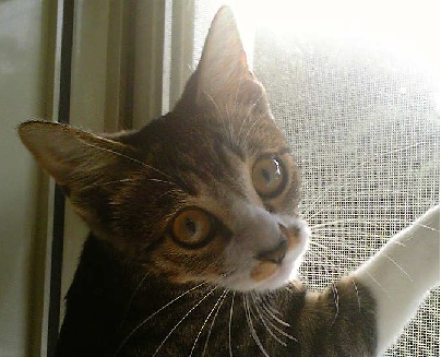 網戸登坂中のギャング様近影