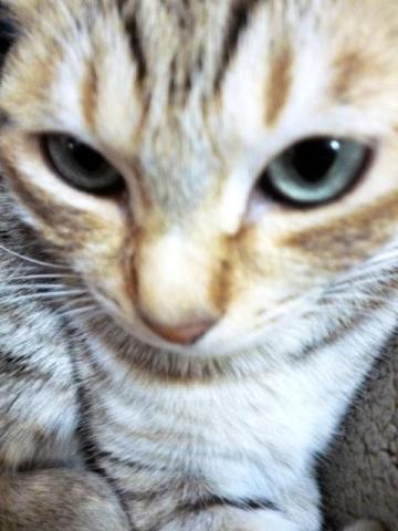 ピントが目にあってればなぁ