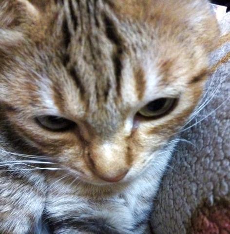 ひげとまつげ?の生え方がわかります(今非戦闘モードのためひげは後ろ向き)