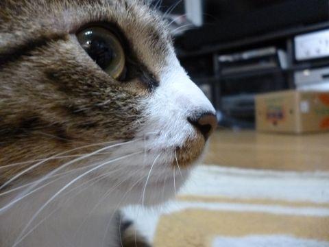 みかん箱=ネコの寝床が写っちゃっててマヌケ?