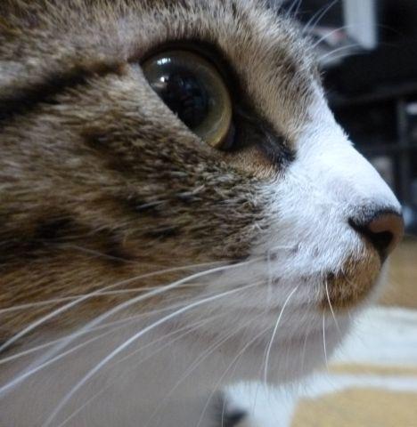 うしろのアラがうつr(ry