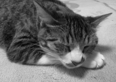 あり?めだたないっすね...