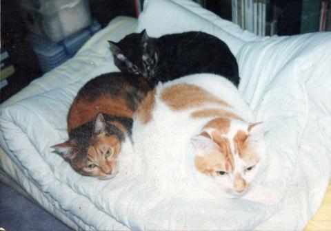 ボタン一つで...