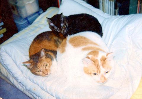 こんなに鮮やか