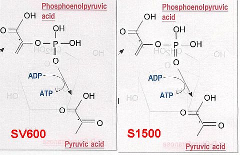 この図では大きな差が見えないが、右のS1500の方が裏写りがくっきりしている。