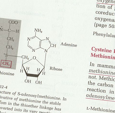 アミノ酸と核酸代謝の項