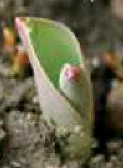 編集中の画像はプレビュー画質かな?