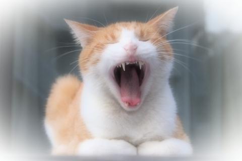 アートフィルターで加工