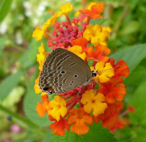 これちょうちょ?