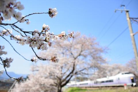 スーパーあずさ と桜