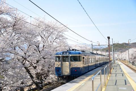 山スカ115系と桜