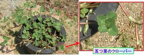 五つ葉のクローバー