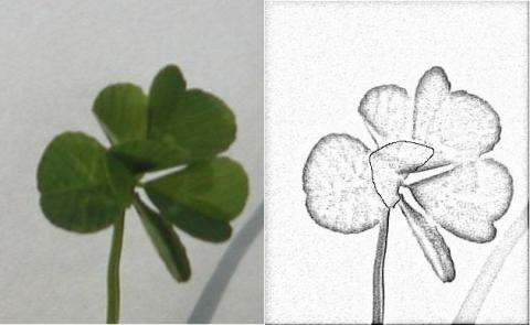 今回は葉っぱが六枚