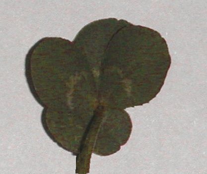 五つ葉も残っている