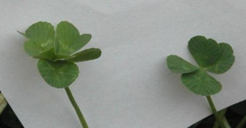 並べてみました