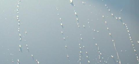 水をはじいてる