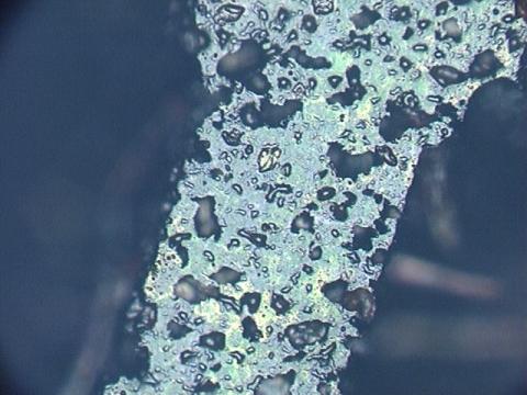 多孔質の印面(450倍顕微鏡写真1)