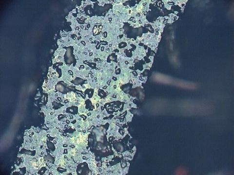 多孔質の印面(450倍顕微鏡写真2)