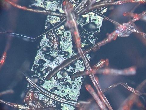 印面にくっついた紙の繊維の様子(1)