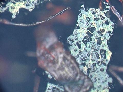 印面にくっついた紙の繊維の様子(3)