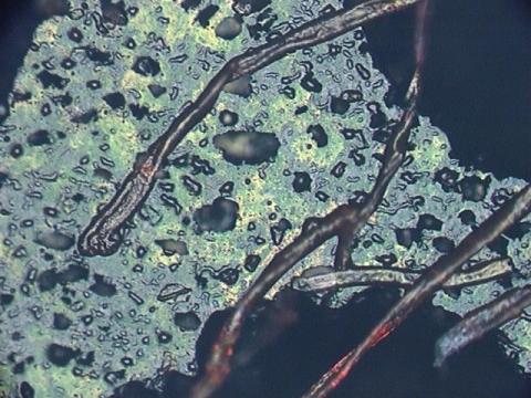 印面にくっついた紙の繊維の様子(2)