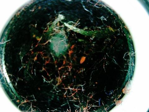 印面全体の汚れ状態