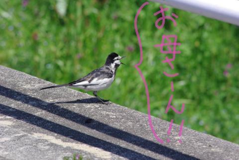 母を訪ねて、三千里