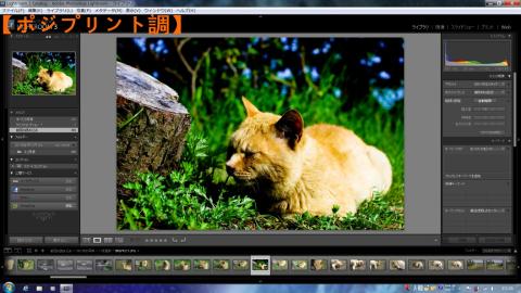 ポジプリント調