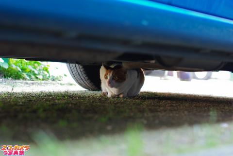 【かくれんぼ】