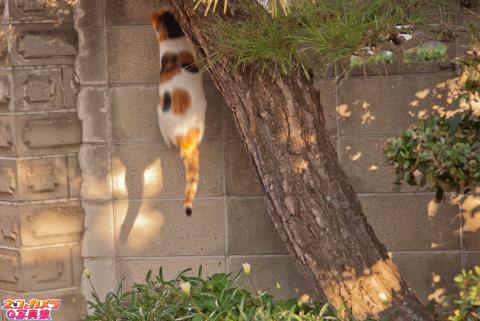 【天翔る龍の煌き】