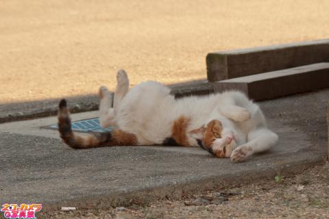 【ツイスター】