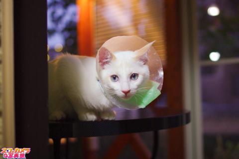 【パラボラアンテナ!?】