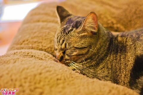 【カモフラージュ】