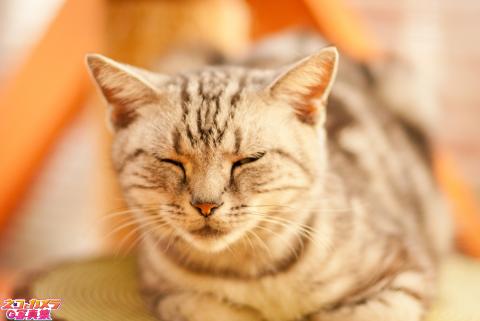 【ね、眠いzzz】