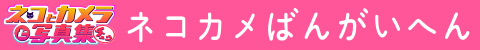ネコカメ作品番外編