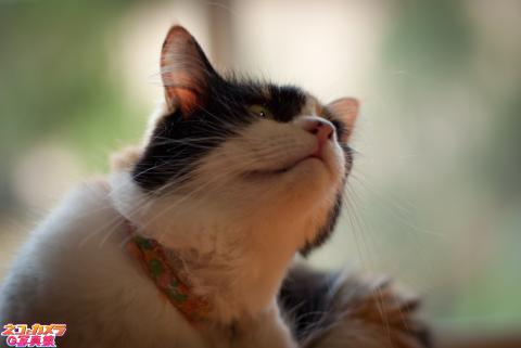 【退かぬ!媚びぬ!省みぬ !】