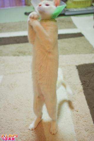 【クララが立った!クララが立った!】