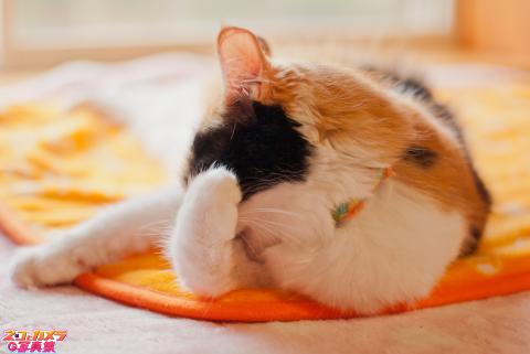 【きゃぁっ!恥ずかしい><。】